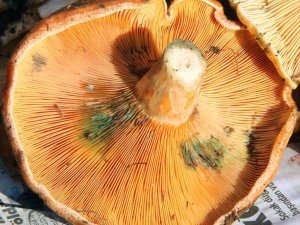 Fiyatını duyan ormana koştu, uzmanı uyardı