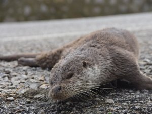 Nesli tükenmekte olan su samuru, aracın çarpması sonucu telef oldu