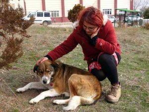 Sokak hayvanları her gün onun yolunu gözlüyor