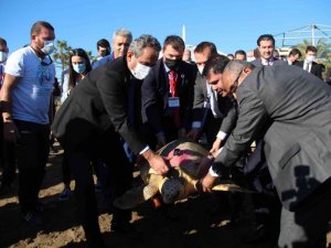 Bakan Kurum ve Özer tedavisi tamamlanan 2 caretta carettayı denize bıraktı