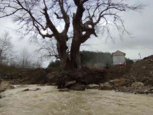 300 yıllık çınar ağacı kurtarıldı