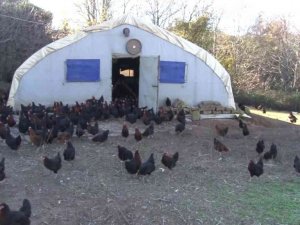 İstanbul’un göbeği Beykoz’da, gezen tavuk çiftliği