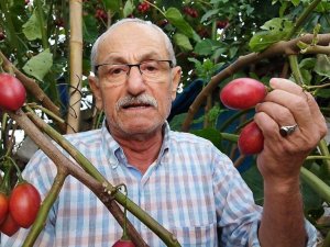 Güney Amerikalı Tamarillo Rize’yi sevdi