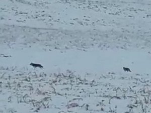 Yüksekova’da kurt sürüsü köye indi