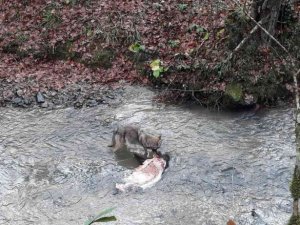 Aç kalan kurdun yaban domuzunu yediği anlar cep telefonu ile görüntülendi