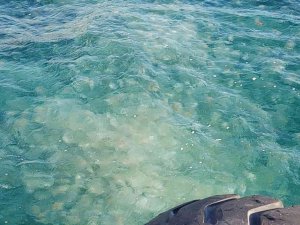 Marmara’da denizanası istilası