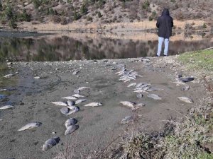 Karabük’te çevre katliamı