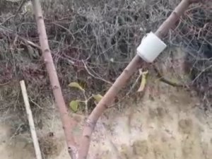 Elma ağacı mevsimleri şaşırdı, kış ayında yaprak açtı