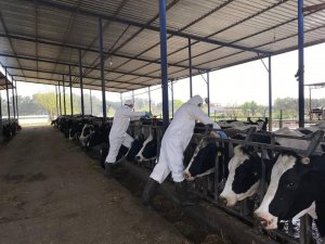 Aydın’da hayvancılık destekleme tespitleri ve hayvan hastalıkları ile mücadele çalışmaları sürüyor