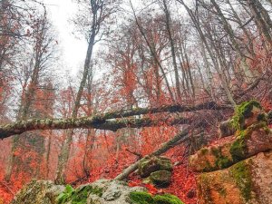 Ormanlarda yapraklar kızıla döndü, muhteşem manzaralar ortaya çıktı