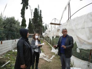 Büyükşehir çiftçinin yaralarını sarmak için hasar tespiti yapıyor