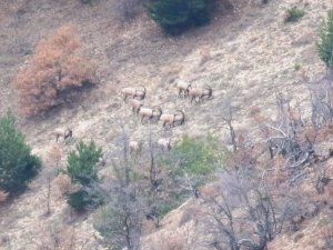 Yaban keçileri doğal yaşam alanlarında görüntülendi