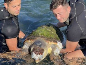 Devasa caretta caretta biranda yüzeye çıktı, öldüğü belirlendi