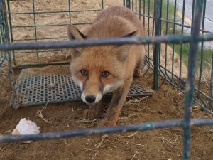 Başıboş köpekler için kurulan tuzak kafesinden tilki çıktı