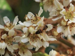 Çiçek açan yenidünya ağaçları görsel şölen oluşturdu