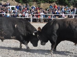 Boğalar, Defne’nin tedavisi için güreşti