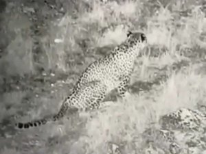 Anadolu Parsı ilk kez bu kadar net görüntülendi