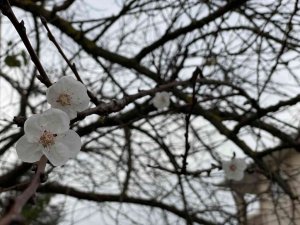 Yalancı bahara aldanan ağaçlar çiçek açtı