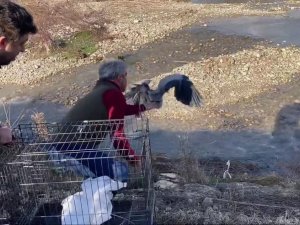 Tedavisi tamamlanan gri balıkçıl doğaya salındı