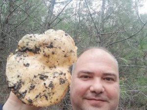 Burhaniye’de dev melki mantarı ilgi odağı oldu