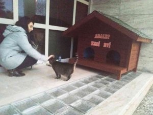 Kedi Adalet Muğla Adliyesinin maskotu oldu