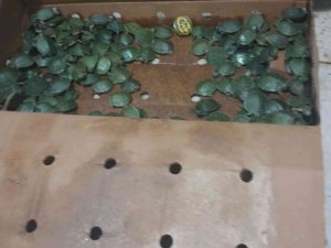 Yurda kaçak yollarla sokulmak istenen bin su kaplumbağası ele geçirildi