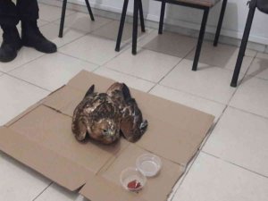 Yaralı hayvanların imdadına jandarma yetişti