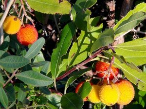 Tabiattaki binlerce yıllık şifa iksirleri