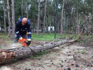 Beach Park’ta tehlike oluşturan ağaçlara önlem