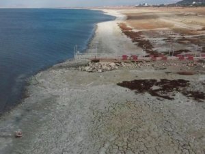 Nesli tükenmekte olan Dikkuyrukların kış durağı kuruyor