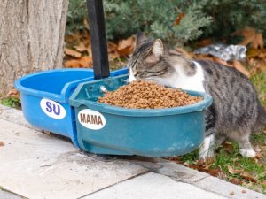 Elazığ Belediyesi sokak hayvanları için üniversite kampüsüne beslenme otomatı bıraktı
