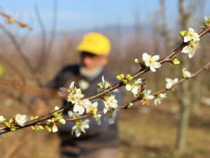 Mevsimi şaşıran erik ağaçları Aralık’ta çiçek açtı