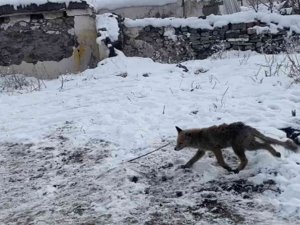 Tilki rahatlığı ile şaşırttı