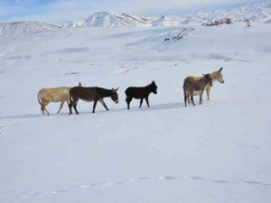 Şırnak’ta eksi 22 derecede yaylaya terk edilen hayvanlara, kaymakamlık ile tarım ve orman müdürlüğü sahip çıktı