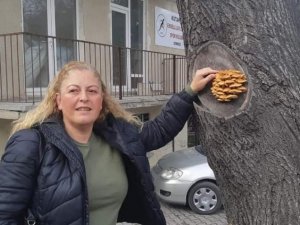 Kütahya’da bir ağacın gövdesinde çıkan mantarlar şaşırttı
