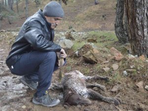 Kütahya’da 5 çoban köpeği ve yabani hayvanların zehirlendiği iddiası