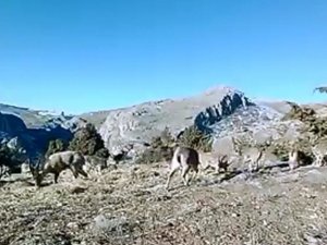 Elazığ’da 11 aylık yaban hayatı fotokapanlara yansıdı