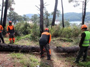 Kuraklığın vurduğu kızılçamlar kesiliyor