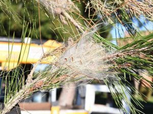 Çam kese böceği ile ilgili biyolojik mücadele