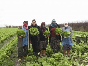 Aydın Büyükşehir Belediyesi’nden çiftçilere alım desteği