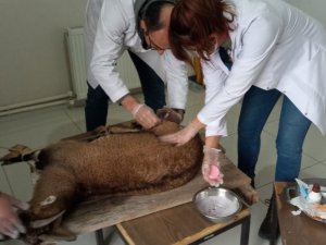 Yaralı halde bulunan yaban keçisi korumaya alındı