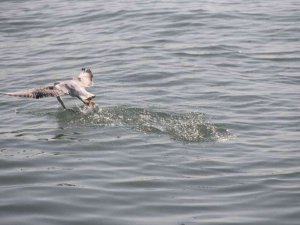 Martıların balık avı