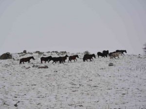 Kar altında yem arayan yılkı atlarını İHA görüntüledi