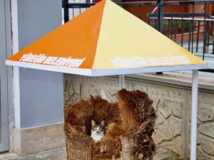 Hamile kediye belediye işçileri sahip çıktı