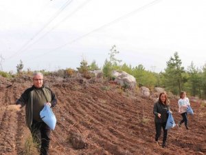 Enerji nakil hatları yakınlarına yangına dayanıklı tür ekiliyor