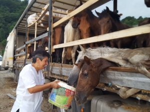 Artvin’de tır üzerinde ölüme terk edilen atlar için ünlü sanatçı Leman Sam konser vermeye hazırlanıyor