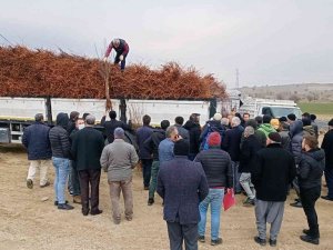 Dicle’de 111 çiftçiye 33 bin 880 adet badem, ceviz ve fıstık fidanı dağıtıldı