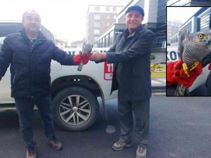 Yaralı atmaca tedavi altına alındı