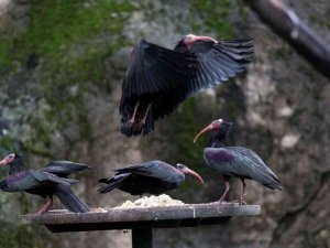Dünyada nesli tükeniyor....Bursa’da nüfusu artıyor