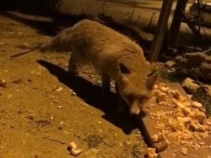 Aç kalan tilki şehir merkezine inerek karnını doyurdu
